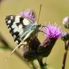 Melanargia galathea
